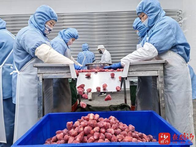 八湖镇：绿色果蔬产业“链”动全球（标志性