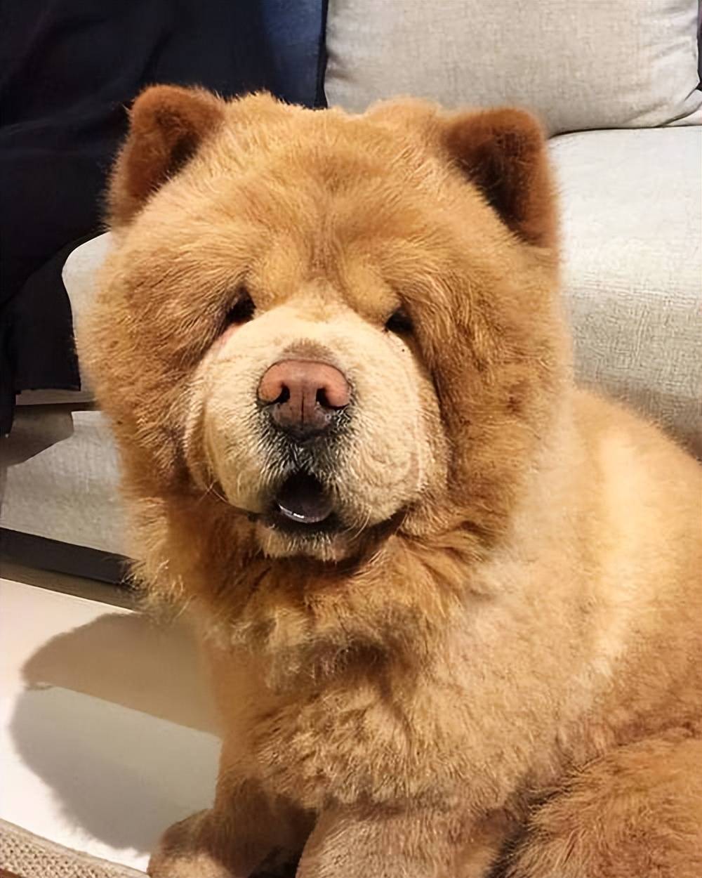 零食2026 幼犬零食优选ky开元棋牌口碑好的幼犬(图2)